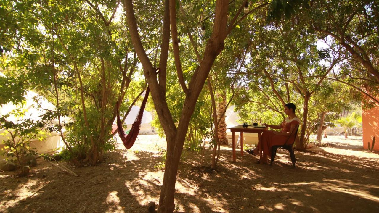 Todos Santos Hostel Super Fast And Stable Satellite Wifi Exterior photo